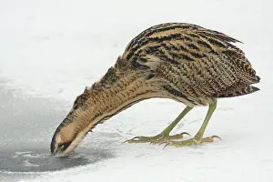 Botaurus Stellaris Imprime: Roerdomp, Eurasian Bittern, Botaurus stellaris