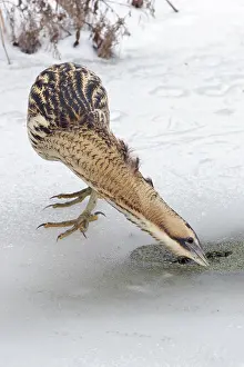 Botaurus Stellaris Imprime: Roerdomp, Eurasian Bittern, Botaurus stellaris