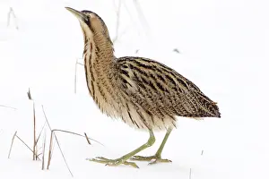 Eurasian Bittern Habitat Imprime: Roerdomp, Eurasian Bittern, Botaurus stellaris
