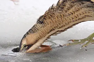 Botaurus Stellaris Imprime: Roerdomp, Eurasian Bittern, Botaurus stellaris