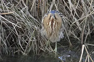 Botaurus Stellaris Imprime: Roerdomp, Eurasian Bittern, Botaurus stellaris