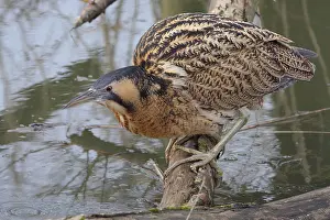 Eurasian Bittern Habitat Imprime: Roerdomp, Eurasian Bittern, Botaurus stellaris