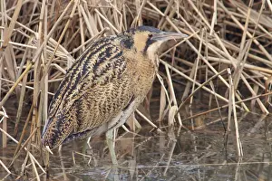 Botaurus Stellaris Habitat Imprime: Roerdomp, Eurasian Bittern, Botaurus stellaris