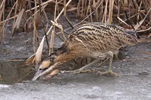 Eurasian Bittern Habitat Imprime: Roerdomp, Eurasian Bittern, Botaurus stellaris