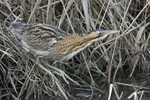 Eurasian Bittern Habitat Imprime: Roerdomp, Eurasian Bittern, Botaurus stellaris