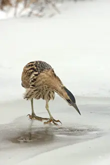Eurasian Bittern Habitat Imprime: Roerdomp, Eurasian Bittern, Botaurus stellaris