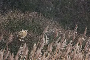 Botaurus Stellaris Imprime: Roerdomp, Eurasian Bittern, Botaurus stellaris