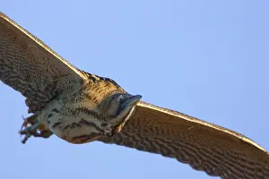 Eurasian Bittern In Flight Imprime: Roerdomp, Eurasian Bittern, Botaurus stellaris