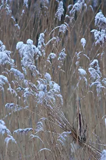 Eurasian Bittern Habitat Imprime: Roerdomp, Eurasian Bittern, Botaurus stellaris