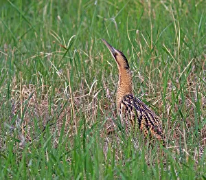 Botaurus Stellaris Imprime: Roerdomp, Eurasian Bittern, Botaurus stellaris