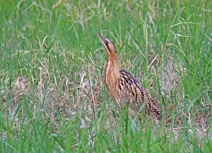 Botaurus Stellaris Imprime: Roerdomp, Eurasian Bittern, Botaurus stellaris