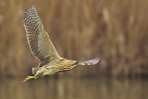 Botaurus Stellaris Images Imprime: Roerdomp; Great Bittern; Botaurus stellaris