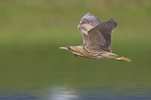 Great Bittern Imprime: Roerdomp; Great Bittern; Botaurus stellaris