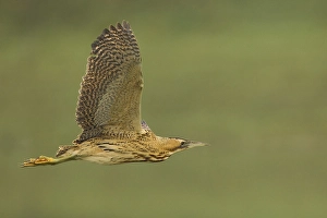 Great Bittern Imprime: Roerdomp; Great Bittern; Botaurus stellaris