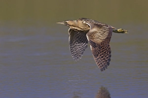 Great Bittern Imprime: Roerdomp; Great Bittern; Botaurus stellaris