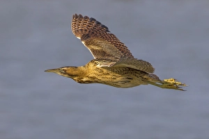 Great Bittern Imprime: Roerdomp; Great Bittern; Botaurus stellaris