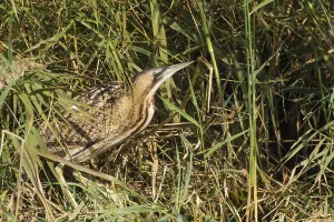 Botaurus Stellaris Habitat Imprime: Roerdomp, Great Bittern, Botaurus stellaris