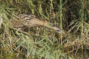 Botaurus Stellaris Habitat Imprime: Roerdomp, Great Bittern, Botaurus stellaris