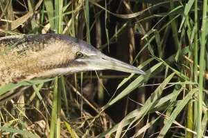 Botaurus Stellaris Habitat Imprime: Roerdomp, Great Bittern, Botaurus stellaris