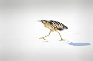 Botaurus Stellaris Images Imprime: Roerdomp, Great Bittern, Botaurus stellaris