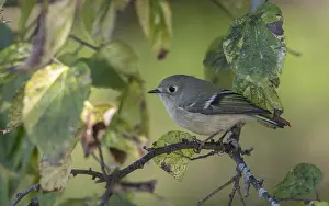 Autumn Bird Migration Imprime: Ruby-crowned Kinglet, Regulus calendula