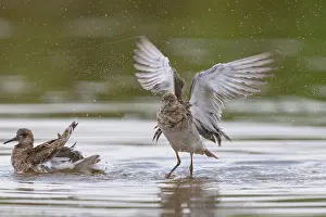 Ruff Bird Imprime: Ruff bathing