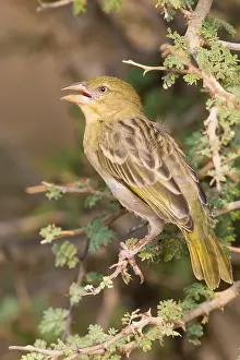 Passeriformes Species Imprime: Ruppell's Weaver