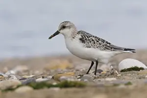 Shorebird Species Imprime: Sanderling