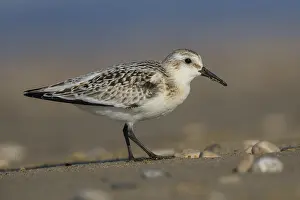 Nature Animal Pictures Imprime: Sanderling