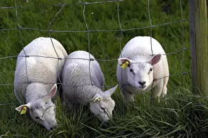 Sheep Grazing Imprime: Schaap, Sheep