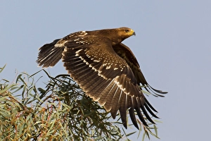 Lesser Spotted Eagle Imprime: Schreeuwarend, Lesser Spotted Eagle, Aquila pomarina