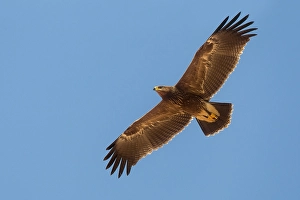 Lesser Spotted Eagle Imprime: Schreeuwarend, Lesser Spotted Eagle, Aquila pomarina