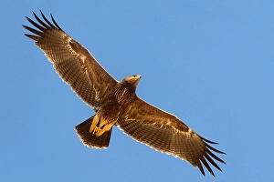 Lesser Spotted Eagle Imprime: Schreeuwarend, Lesser Spotted Eagle, Aquila pomarina