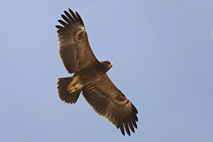 Lesser Spotted Eagle Imprime: Schreeuwarend, Lesser Spotted Eagle, Aquila pomarina