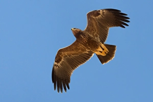 Lesser Spotted Eagle Imprime: Schreeuwarend, Lesser Spotted Eagle, Aquila pomarina