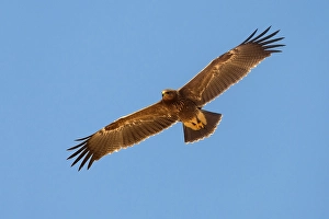 Lesser Spotted Eagle Imprime: Schreeuwarend, Lesser Spotted Eagle, Aquila pomarina