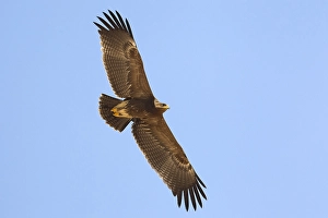 Lesser Spotted Eagle Imprime: Schreeuwarend, Lesser Spotted Eagle, Aquila pomarina