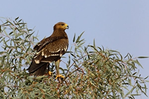 Lesser Spotted Eagle Imprime: Schreeuwarend, Lesser Spotted Eagle, Aquila pomarina