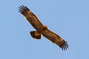 Lesser Spotted Eagle Imprime: Schreeuwarend, Lesser Spotted Eagle, Aquila pomarina