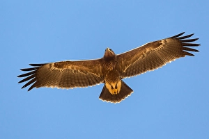 Lesser Spotted Eagle Imprime: Schreeuwarend, Lesser Spotted Eagle, Aquila pomarina