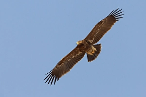 Lesser Spotted Eagle Imprime: Schreeuwarend, Lesser Spotted Eagle, Aquila pomarina