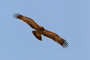 Lesser Spotted Eagle Imprime: Schreeuwarend, Lesser Spotted Eagle, Aquila pomarina
