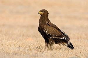 Lesser Spotted Eagle Imprime: Schreeuwarend, Lesser Spotted Eagle, Aquila pomarina