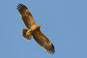 Lesser Spotted Eagle Imprime: Schreeuwarend, Lesser Spotted Eagle, Aquila pomarina