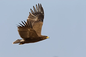 Lesser Spotted Eagle Imprime: Schreeuwarend, Lesser Spotted Eagle, Aquila pomarina
