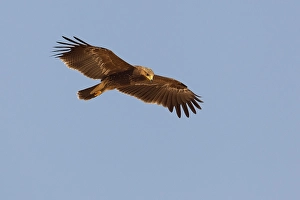 Lesser Spotted Eagle Imprime: Schreeuwarend, Lesser Spotted Eagle, Aquila pomarina
