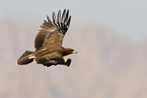 Lesser Spotted Eagle Imprime: Schreeuwarend, Lesser Spotted Eagle, Aquila pomarina