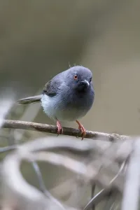Perched Bird Imprime: Sharpe's Apalis, Apalis sharpii