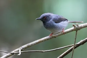 African Wildlife Photo Imprime: Sharpe's Apalis, Apalis sharpii