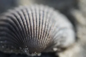 European Seashells Imprime: Empty shell of a Common Cockle